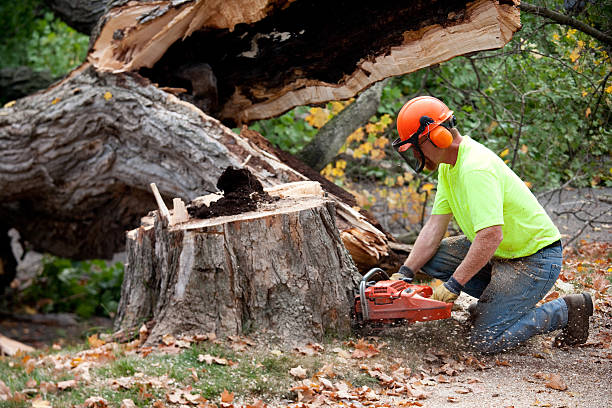 Best Lawn Maintenance Plans  in Platteville, WI